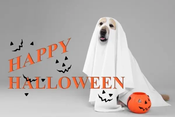 Happy Halloween from Morton Mortgage, Inc.